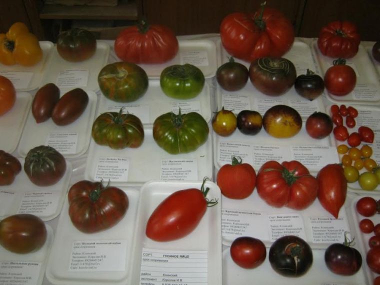 Семена 2021: обзор редких сортов томатов и места покупки посевного материала