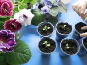 Когда можно сеять петунию на рассаду в 2020 году по лунному календарю и как правильно это сделать?