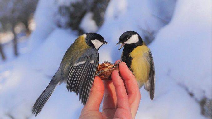 Красивые картинки, поздравление с День орнитолога в России, 19 февраля