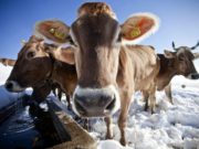 Власьев день, 24 февраля, богат на приметы и обряды