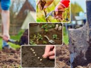 Календарь садово-огородных работ на март 2020 года