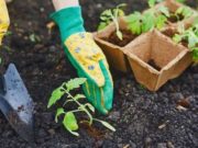 Лунный календарь посадки рассады на 2020 год