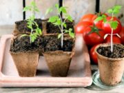 Когда сажать помидоры и перец на рассаду в 2020 году, по лунному календарю