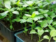 Лучшие дни для посадки рассады перца в 2020 году с учетом лунного календаря