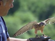 Красивые картинки, поздравление с День орнитолога в России, 19 февраля