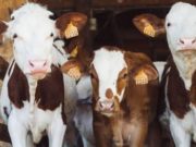 Народный праздник Вукола Телятника отмечается 19 февраля