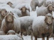 Народный праздник Онисим Овчарник отмечается 28 февраля