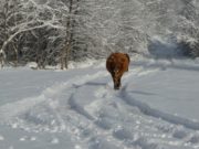 Народные приметы 18 февраля 2020 года в день Агафьи Коровницы