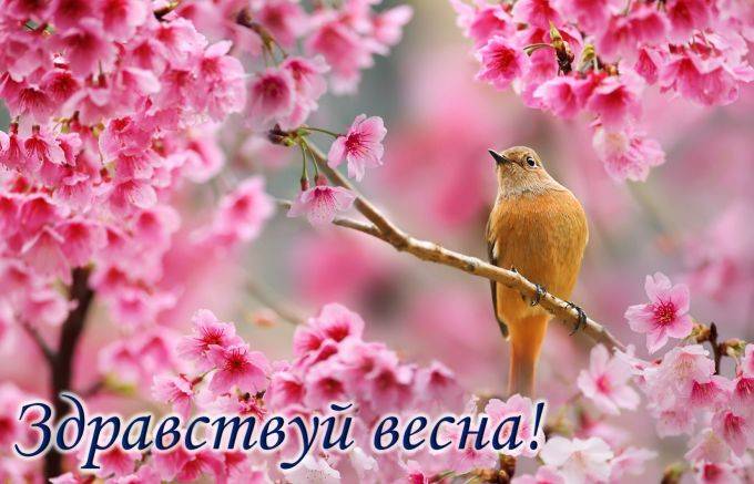 Красивые картинки с 1 марта и открытки-поздравления с первым днем весны
