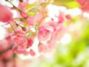 Красивые картинки с 1 марта и открытки-поздравления с первым днем весны