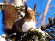 Народные приметы 25 февраля 2020 года на Алексеев день