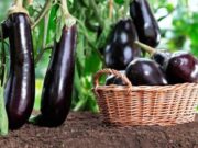 Когда сажать баклажаны на рассаду в 2020 году, по лунному календарю