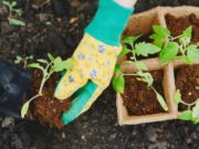 Удачные посадочные дни в марте 2020 года, по лунному календарю