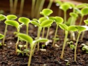 Конон Огородник — народный праздник отмечается 18 марта