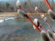 Народные приметы 11 марта 2020 года в День святого Порфирия