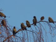 7 марта в народе чтят Маврикиев день