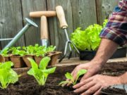 Советы огородникам на март 2020 года подскажут, чем лучше заняться в саду и огороде