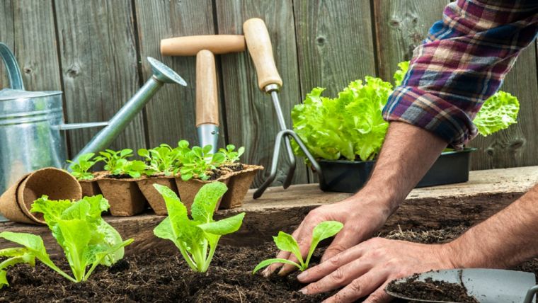 Советы огородникам на март 2020 года подскажут, чем лучше заняться в саду и огороде
