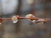 Ефимов день в народе отмечают 24 марта