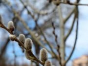 Народный праздник Саввин, или Тележный, чтят день 29 марта