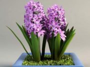 Подарили на 8 марта гиацинт в горшке, что с ним делать