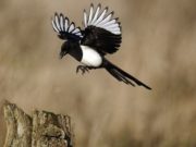 Народные приметы 8 марта 2020 года в Поликарпов день