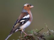 Славянский праздник День Герасима-грачевника отмечается 17 марта