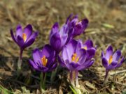 Народные приметы 31 марта 2020 года в День святого мученика Иоанна Лествичника