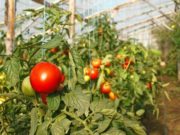 Лунный календарь на март 2020 года для садоводов и огородников Подмосковья