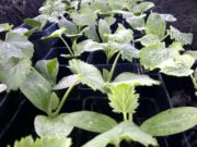 Когда нужно садить на рассаду кабачки в 2020 году?