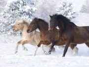 Феофанов день отмечают в народе 25 марта