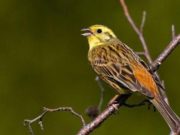 Народный праздник Овсянки отмечают 3 марта