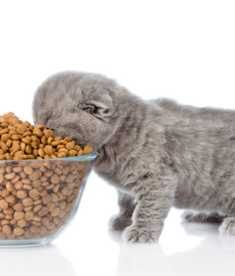 Как подобрать сухой корм для кошки?