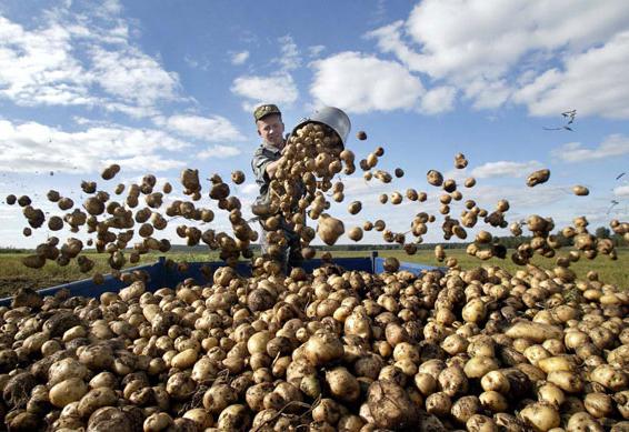 “Ешь картошку, спасай экономику”: бельгийские фермеры обратились к людям