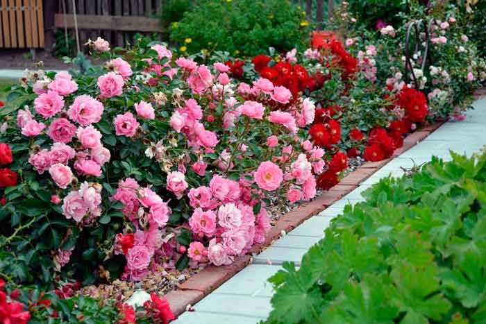 Весеннее размножение цветов и кустарников: как превратить сад в райский уголок