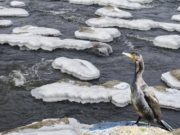 15 апреля отмечается народный праздник — Тит Ледолом