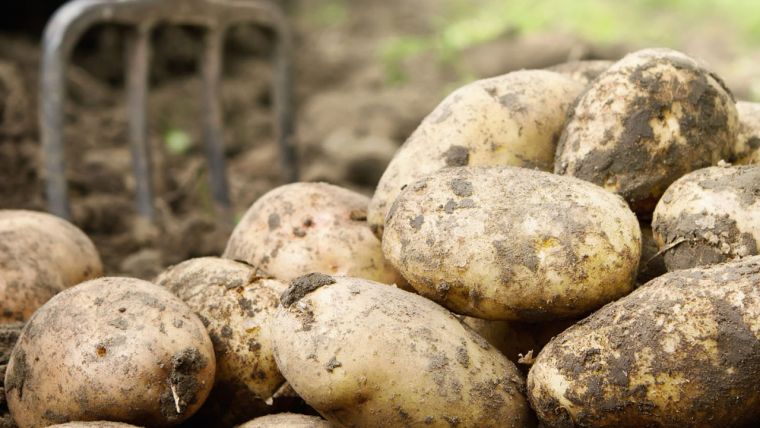 “Ешь картошку, спасай экономику”: бельгийские фермеры обратились к людям