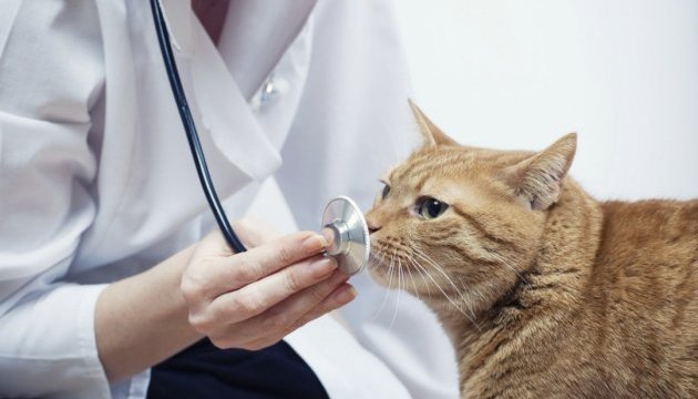 Коронавирус у кошек, передается человеку или нет