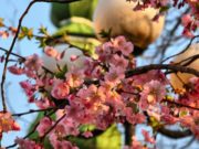 Какой Церковный праздник сегодня, 15 апреля