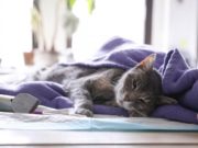 Коронавирус у кошек, передается человеку или нет