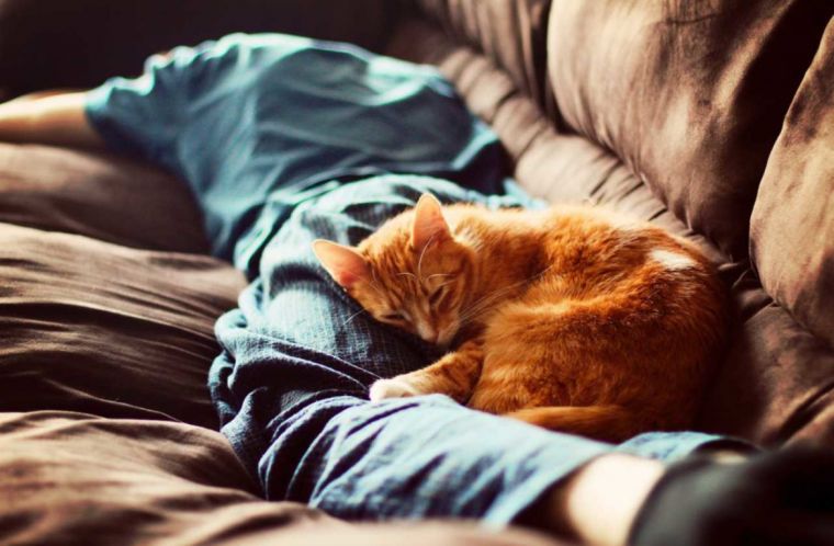 Почему нельзя пускать котов в постель, рассказали медики