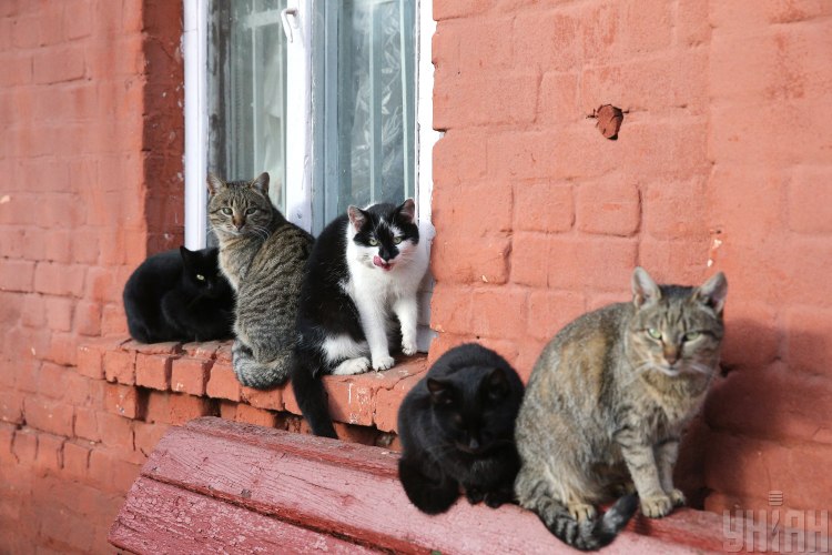 Каждая шестая кошка в мире больна коронавирусом
