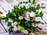 Можно ли работать в Вербное воскресенье и чего нельзя делать в светлый праздник?