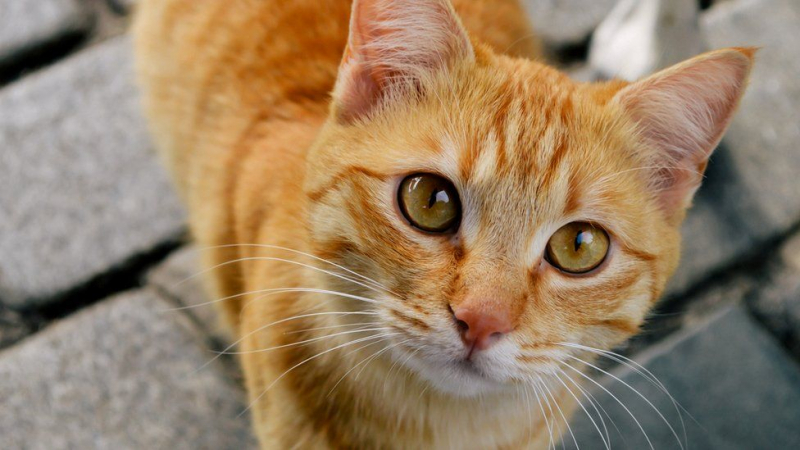 Риски передачи коронавируса от кошки к кошке подтверждены специалистами Россельхознадзора