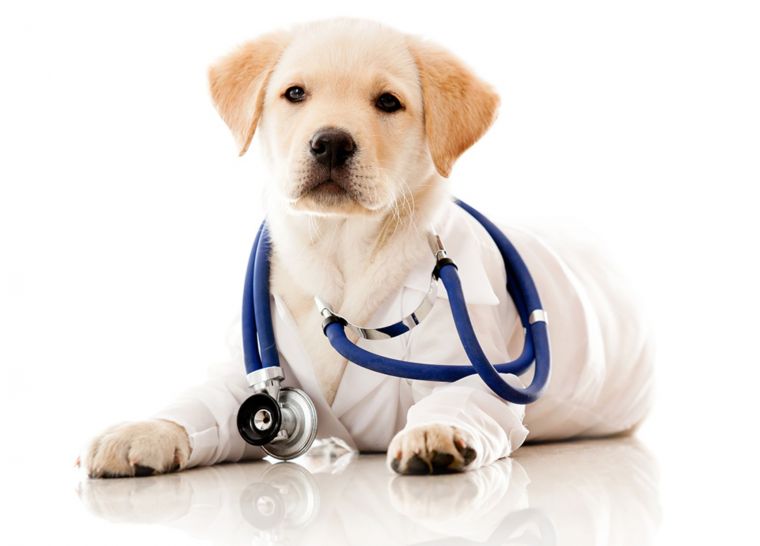Международный день ветеринарного врача отмечается 25 апреля