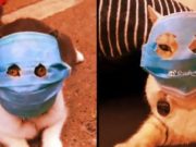 Каждая шестая кошка в мире больна коронавирусом