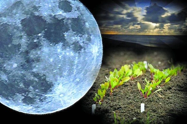 Лунный календарь на май 2020 года содержит благоприятные дни для посадки