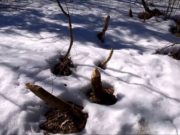 Народный праздник Марья — зажги снега отмечают 14 апреля