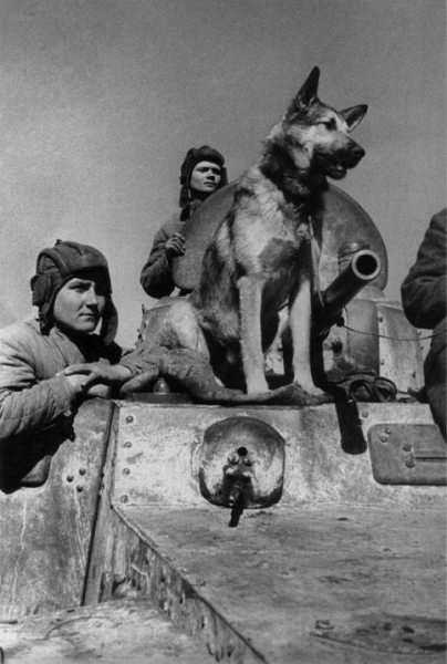 Собака Джульбарс — настоящий Герой войны