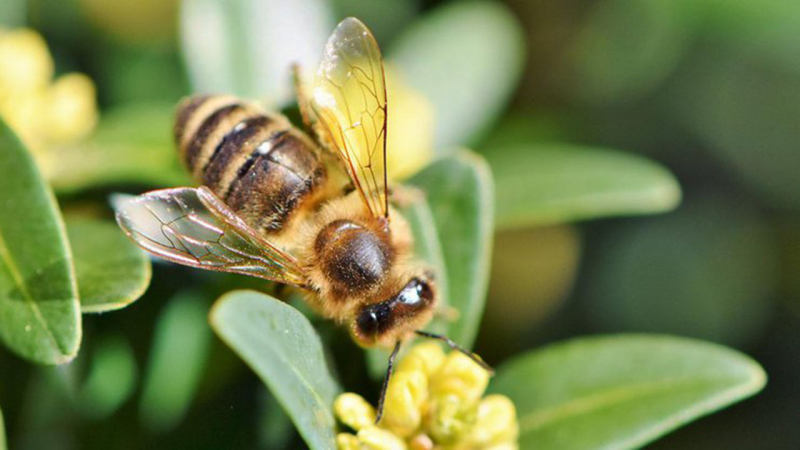 Народные приметы 30 апреля 2020 года в день Зосимы Пчельника